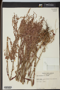 Rumex hastatulus image