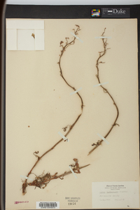 Rumex hastatulus image