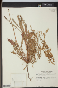 Rumex hastatulus image