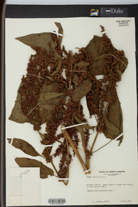 Rumex obtusifolius image