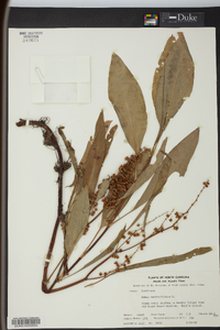 Rumex verticillatus image