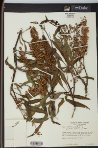 Rumex verticillatus image