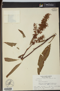 Rumex verticillatus image