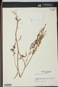 Rumex hastatulus image