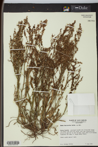 Rumex hastatulus image
