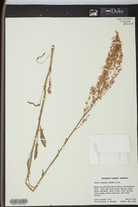 Rumex hastatulus image