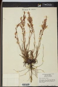 Rumex hastatulus image