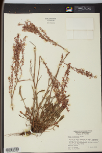 Rumex hastatulus image