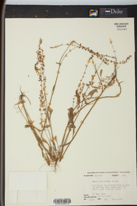 Rumex hastatulus image