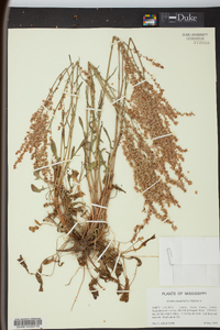 Rumex hastatulus image