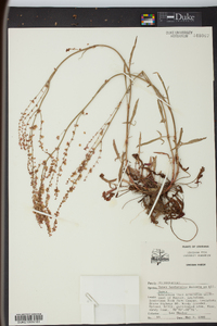 Rumex hastatulus image