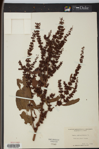 Rumex obtusifolius image