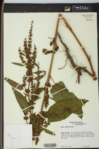 Rumex obtusifolius image