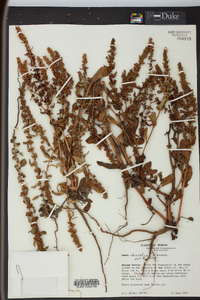 Rumex obovatus image