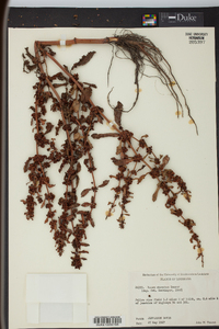 Rumex obovatus image