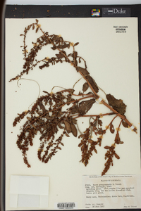 Rumex paraguayensis image