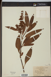 Rumex verticillatus image