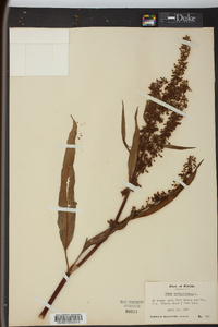 Rumex verticillatus image