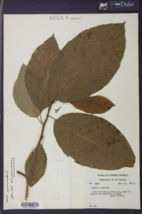 Magnolia acuminata image