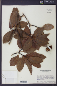 Magnolia virginiana image