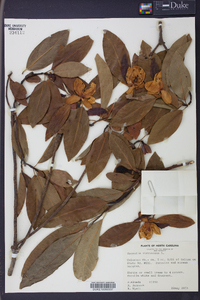 Magnolia virginiana image