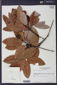 Magnolia virginiana image