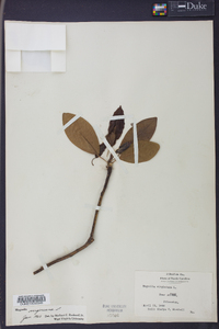 Magnolia virginiana image