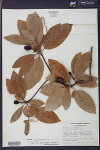 Magnolia virginiana image