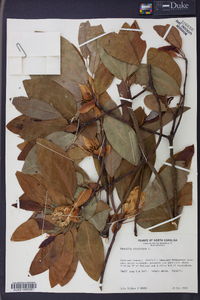 Magnolia virginiana image