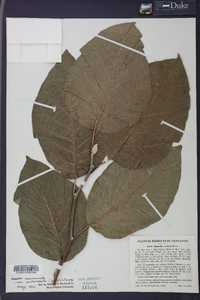 Magnolia acuminata image