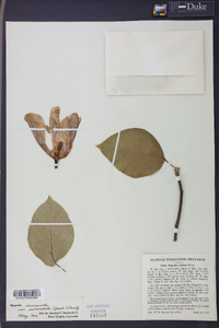 Magnolia acuminata image