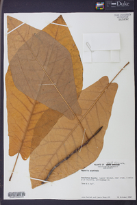 Magnolia acuminata image