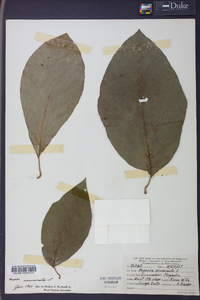 Magnolia acuminata image