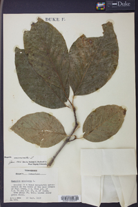 Magnolia acuminata image