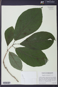 Magnolia acuminata image