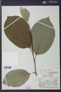 Magnolia acuminata image