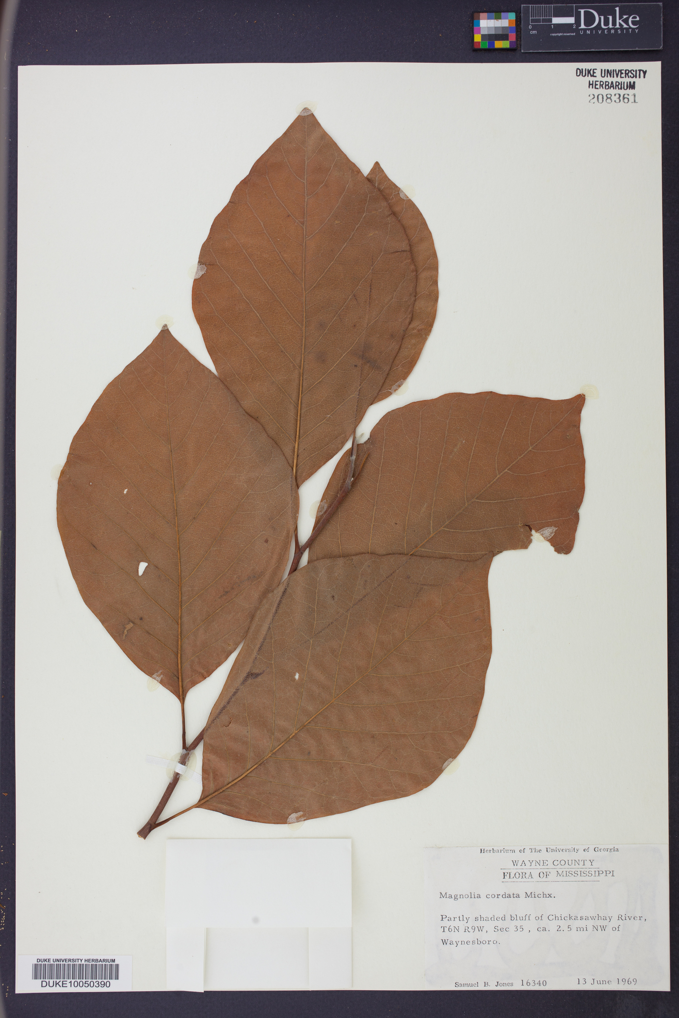 Magnolia cordata image