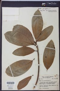 Magnolia grandiflora image