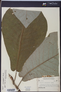 Magnolia macrophylla image