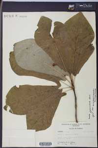 Magnolia pyramidata image