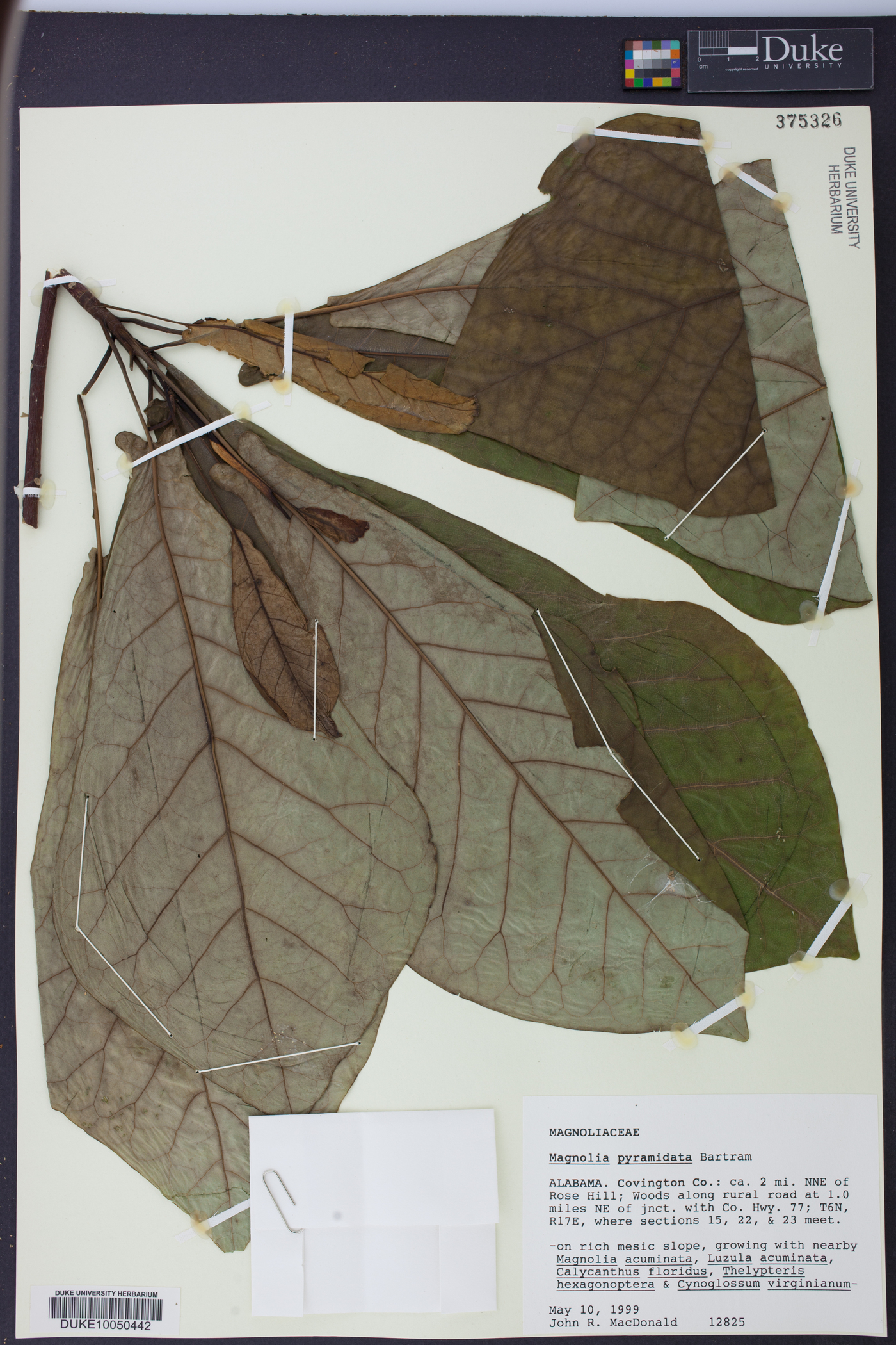 Magnolia pyramidata image