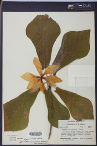 Magnolia pyramidata image