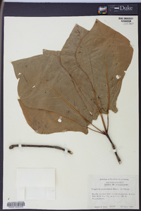 Magnolia pyramidata image