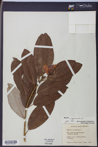 Magnolia virginiana image