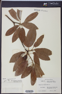 Magnolia virginiana image