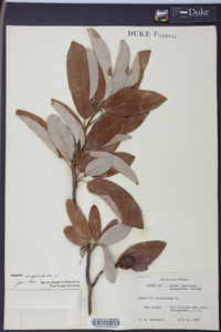 Magnolia virginiana image