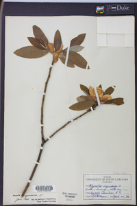 Magnolia virginiana image