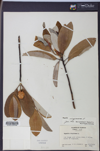 Magnolia virginiana image