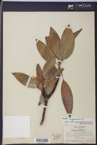 Magnolia virginiana image