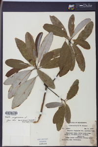 Magnolia virginiana image